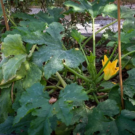 New! Il Gelsomino Di Daire *